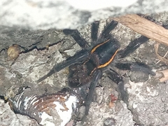 Aglaoctenus yacytata