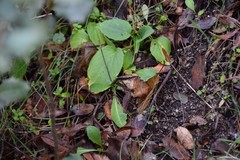 Doronicum plantagineum