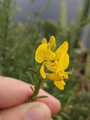 Genista tenera