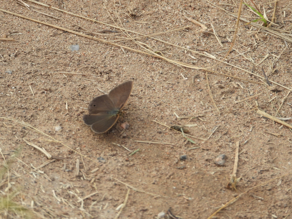 Butterflies from Gral. Pico, La Pampa, Argentina on February 22, 2022 ...