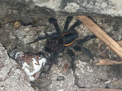 Aglaoctenus yacytata