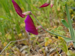 Lathyrus tingitanus