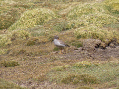 Phegornis mitchellii