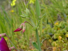 Lathyrus tingitanus