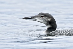 Great Northern Diver photo 2