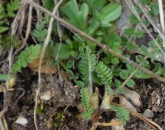 Ornithopus perpusillus