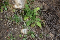 Ornithopus perpusillus