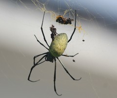 Nephila vitiana