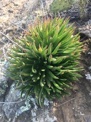 Dudleya virens virens