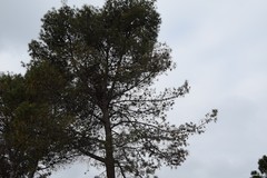 Pinus halepensis