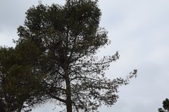 Pinus halepensis