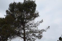 Pinus halepensis