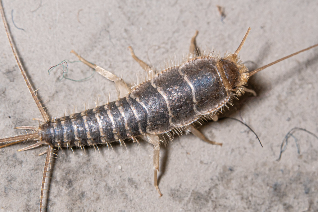 Long-tailed Silverfish, photo 1 of 10