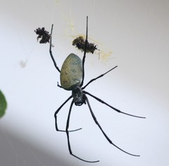 Nephila vitiana