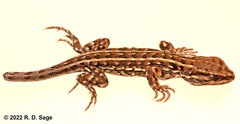 Liolaemus lineomaculatus