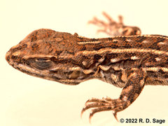 Liolaemus lineomaculatus