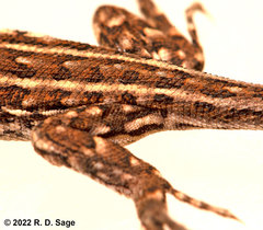 Liolaemus lineomaculatus