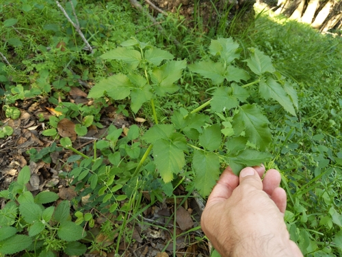 Image of Angelica californica by (c) Ken-ichi Ueda, some rights reserved (CC BY)