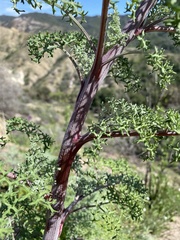 Chaenactis artemisiifolia