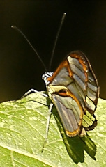 Ithomia agnosia zikani
