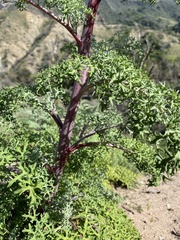 Chaenactis artemisiifolia