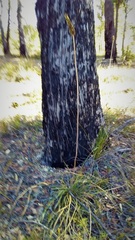 Xanthorrhoea gracilis
