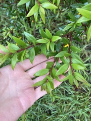 Persoonia mollis