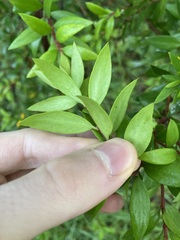 Persoonia mollis