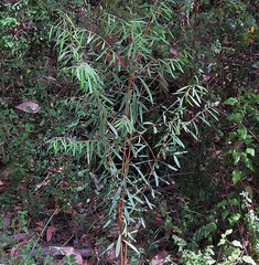 Pimelea axiflora