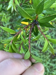 Persoonia mollis