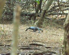 Varanus salvator bivittatus