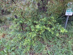 Persoonia mollis
