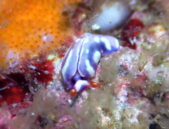 Thuridilla albopustulosa
