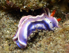 Thuridilla albopustulosa
