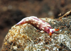 Thuridilla albopustulosa