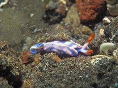 Thuridilla albopustulosa