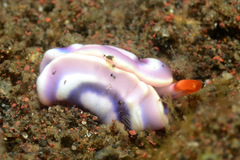 Thuridilla albopustulosa