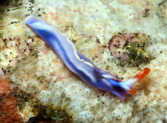 Thuridilla albopustulosa
