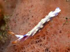 Thuridilla albopustulosa