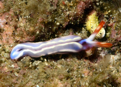 Thuridilla albopustulosa