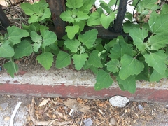 Chenopodium album