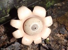Geastrum violaceum