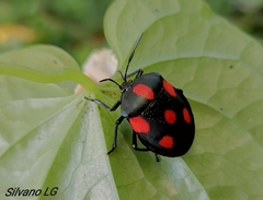 Brachystethus rubromaculatus