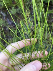 Leptomeria acida