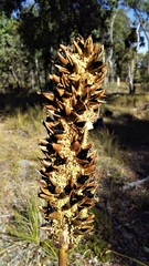 Xanthorrhoea gracilis