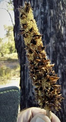 Xanthorrhoea gracilis