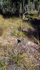Xanthorrhoea gracilis