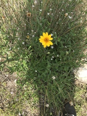 Wedelia acapulcensis