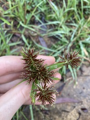 Cyperus congestus