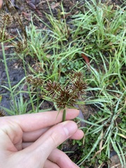 Cyperus congestus